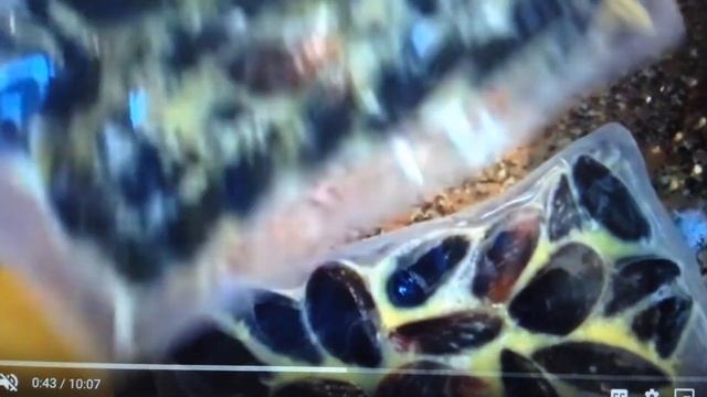 🇷🇺ЧЛЕНА ЛАНГЕ.🙅🏼 НИКОМУ НЕ НУЖНА.🤦♀️ ВРЁТ ПРО ЖЕНИХА смотреть онлайн