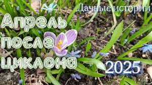 Дачные истории |Апрель после циклона | 2025