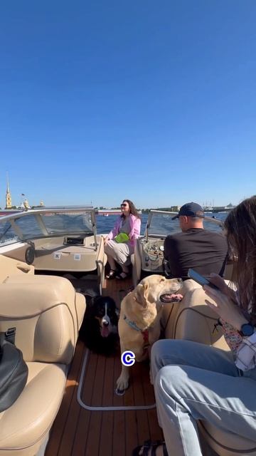 Гоняем с большими собаками на катере по Питеру #собака #собаки #катер #санктпетербург !!! смотреть онлайн