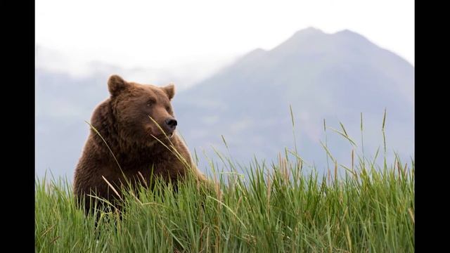 Grizzly Bears in Katmai, Alaska 2016 смотреть онлайн
