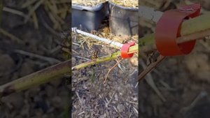 Ежевика Блэк Джэм и Блэк Мэджик после зимы. Обзор 08.04.24