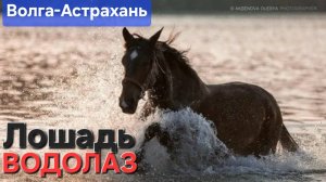 🔥ЛОШАДКА-ВОДОЛАЗ🔥 на Волге в Астрахани!!! Апрель-2025
