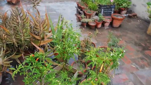 Flowers and Plants in Rainy Season to welcome Monsoon | Asim Nawaz Garden