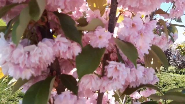 Україна. Черкаси. Сакура. смотреть онлайн