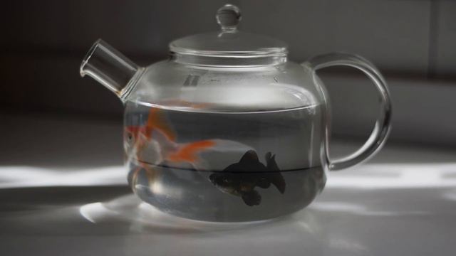 Carassius auratus смотреть онлайн