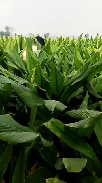 शायद अबकी बार हमनें हल्दी की फसल के बारे में कुछ कहने की जरूरत ही नहीं होगी। смотреть онлайн