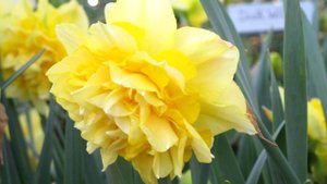 ДЕВЫ. 🎀✨ 🌺 Ваш таро-прогноз на май 2025 год. ✨✨✨