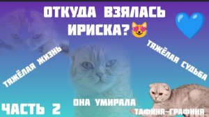 😻Откуда взялась Ириска ? 🤔/ Тяжёлая жизнь у Ириски, с рождения 😥