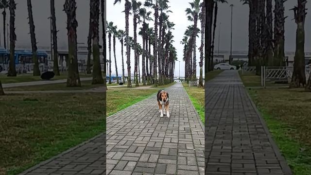 Олимпийский парк - Пальмовая аллея, Водопад Каскад и Чаша примирения #олимпийскийпарксочи
