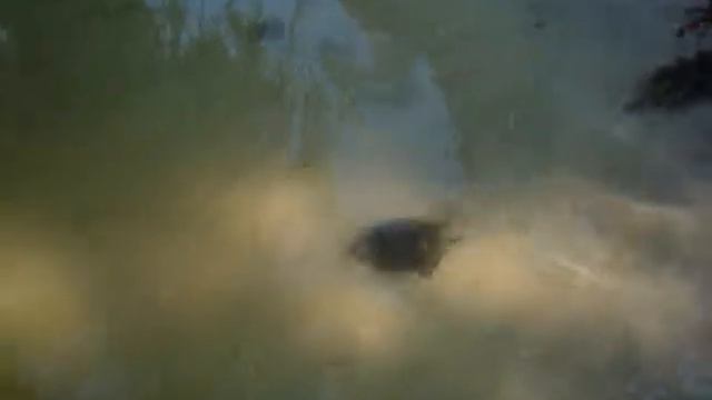 Ми випускали маленкую черепашку в лесное озеро