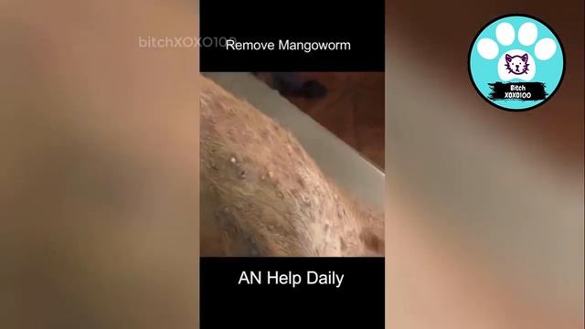 Most Satisfying Mangoworm Removal! Dog Rescue Videos #2 // #mangoworms #botflyremoval смотреть онлайн