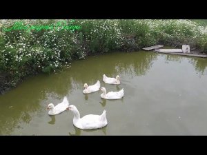 Гусак запугивает гусяток. Гуси плавают в пруду