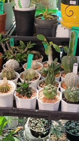 Цветочный рынок в Паттайе Klongtom Market Pattaya