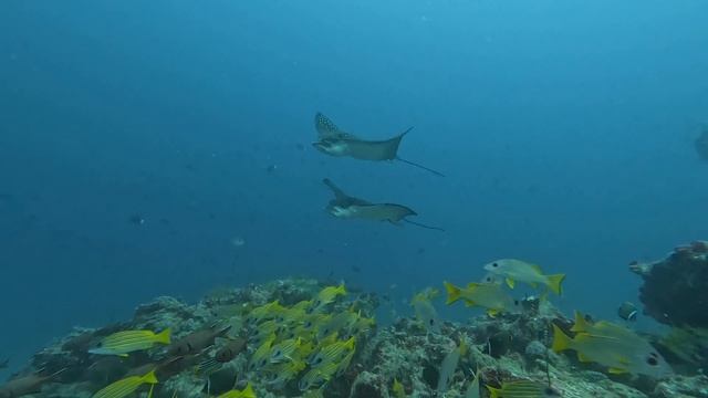 Scuba Diving in the Maldives - 27th December 2022 - Whale Sharks & Eagle Rays смотреть онлайн
