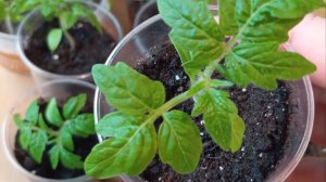 Пикировка томатов в смешанный грунт. Решила попробовать.