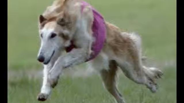 курсинг смотреть онлайн