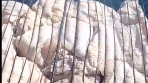 Первые шашлыки