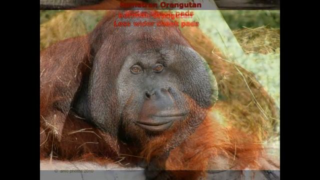 Bornean Orangutan & Sumatran Orangutan - The Differences смотреть онлайн