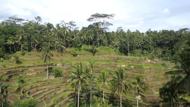 Tegalalang Rice Terrace, Ubud, Bali, Indonesia
