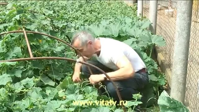 Геморрой . Лечение Живым Огурцом смотреть онлайн