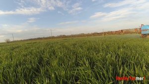 ШоК! Пшеница озимая после подкормки Гуматом и Карбамитом по листу! Трактор МТЗ!