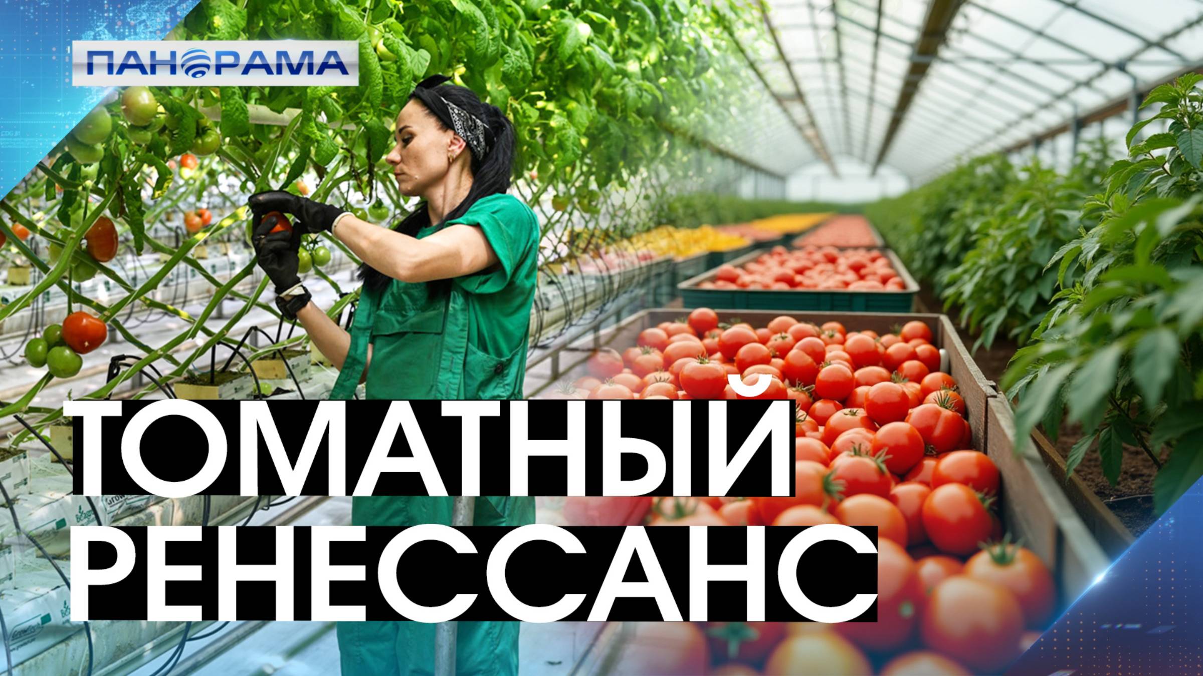Миллионные инвестиции окупаются! Республиканские томаты потеснят импорт и ценой и качеством