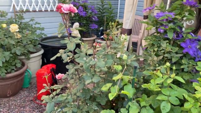 Обработка сада, роз в кашпо🌹🌿🌹🌿🌹 смотреть онлайн