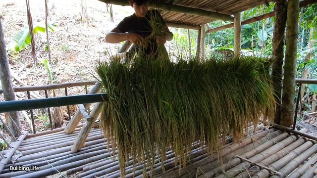 Speedy Harvest of Rice Day and Night, Building Life, Episode 25 смотреть онлайн