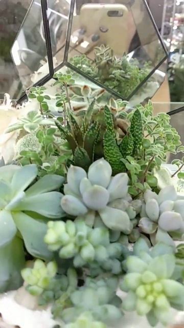 флорариум #суккуленты #минисад #йошкар #флорариум