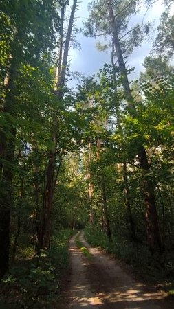 В чаще леса