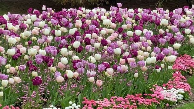 April flowers - tulip time at Van Dusen смотреть онлайн