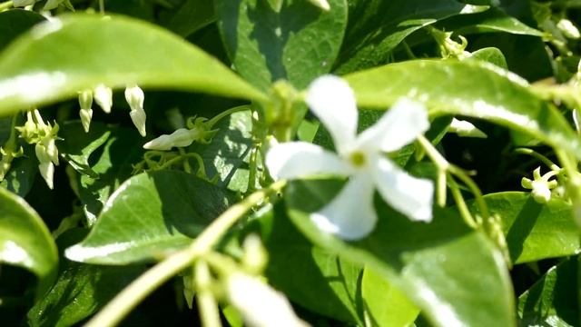 Star Jasmin Flowers Blooming Spring Sun Los Angeles California USA April 29, 2024 смотреть онлайн