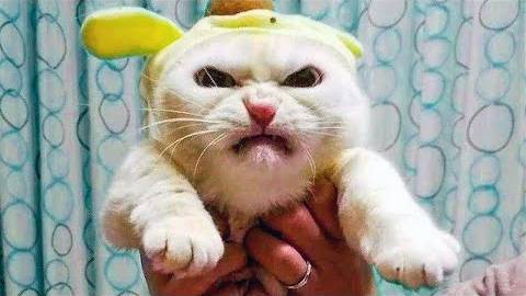 ПРИКОЛЫ С ЖИВОТНЫМИ ДО СЛЕЗ #24 Смешные КОТЫ И СОБАКИ  Приколы