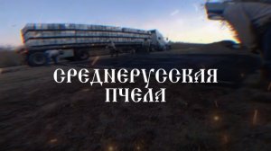 Среднерусская порода пчëл Злоблива? Роение, продуктивность