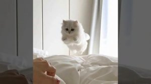 МНЕ ТАК ПЛОХО КОГДА ТЫ НЕ РЯДОМ🥰😺😺😊😍🥰😍😺😍😍😊🥰😺🥰❤🥰🥰❤😍😍❤🐱❤😍😺🐱🐱🐱🥰🥰