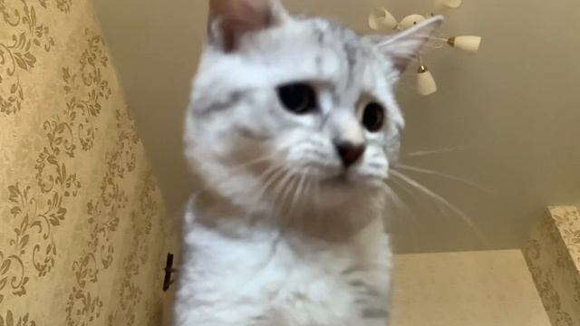 Жестокое нападение животного.