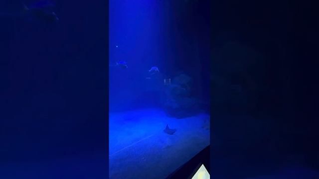 Океанографический парк 🐬 смотреть онлайн