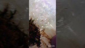 Подготовка рассады фриго к посадке