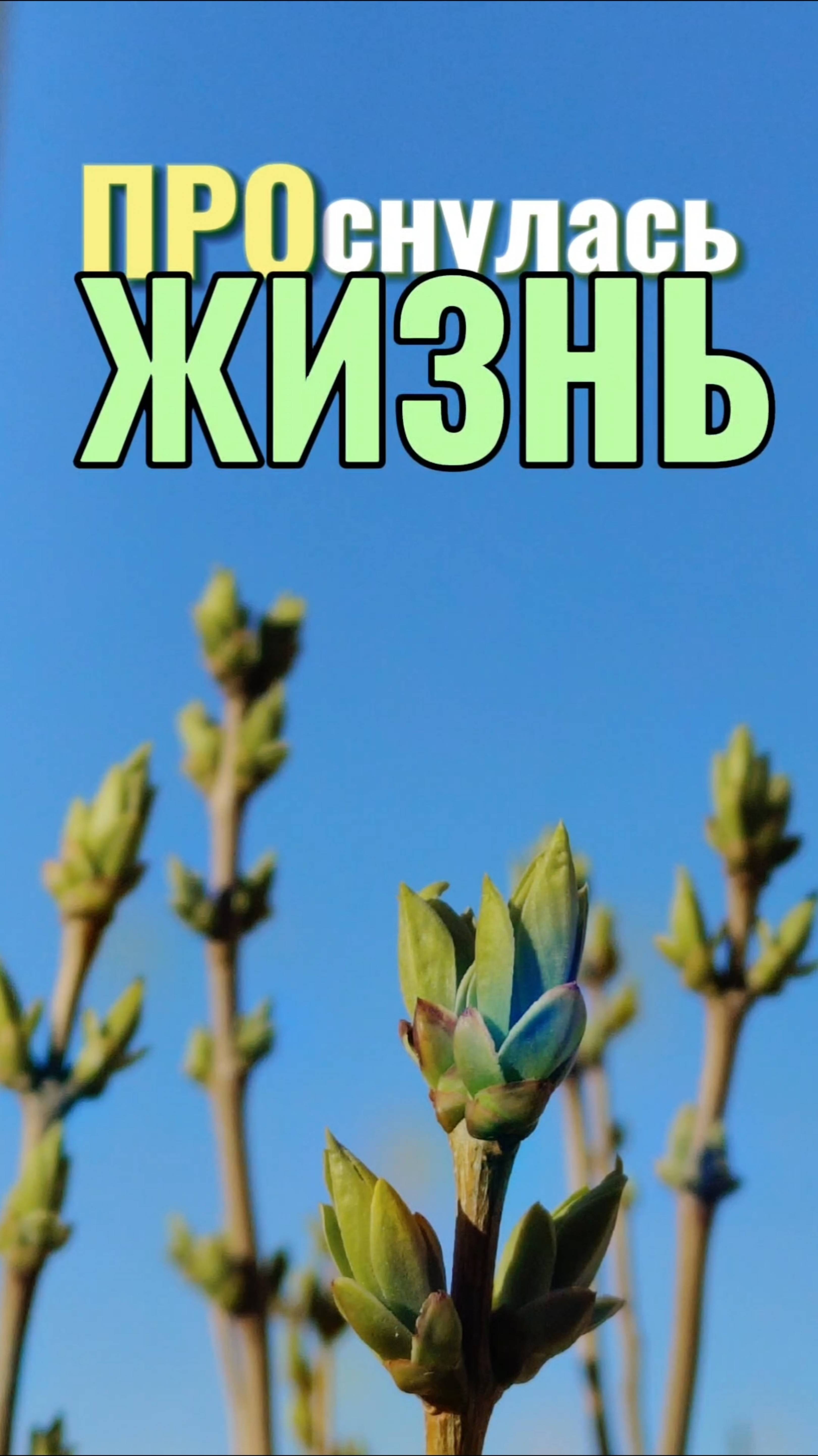 ПРОснулась ЖИЗНЬ. Потоковая поэзия.
