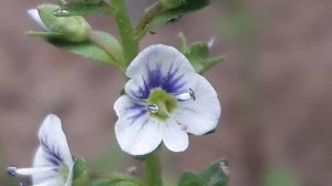 212. Вероника тимьянолистная - Veronica serpyllifolia