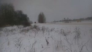 КАМАЗ чистит снег в моей деревне