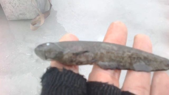 Мор сома!!! смотреть онлайн