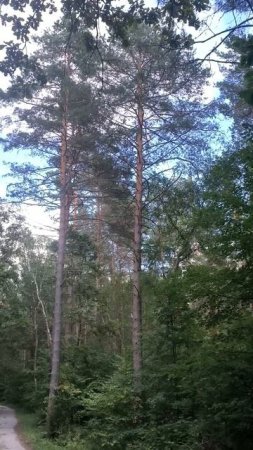 В сосновом бору