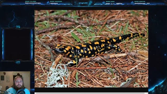 Herp Monday #35 - Corsican Fire Salamander смотреть онлайн
