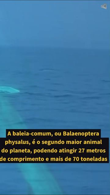 Os Maiores Animais do Mundo