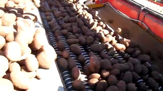 Уборка картофеля