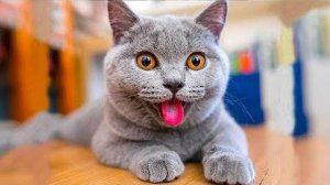 ПРИКОЛЫ С ЖИВОТНЫМИ ДО СЛЕЗ #21 Смешные КОТЫ И СОБАКИ  Приколы