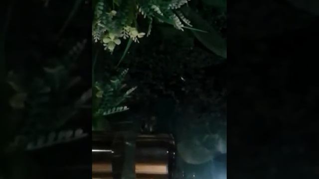 Акварюм рыбки гуппи и мальки