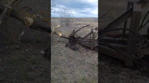 Трактор т-150 корчует деревья