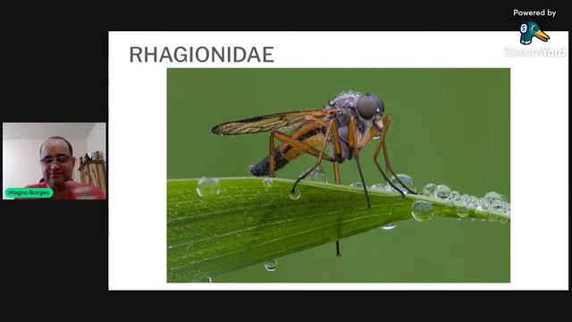Entomologia - Ordem Diptera смотреть онлайн